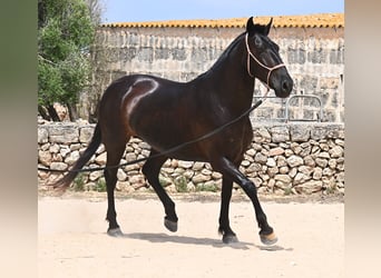 Menorquin, Mare, 6 years, 15,2 hh, Black