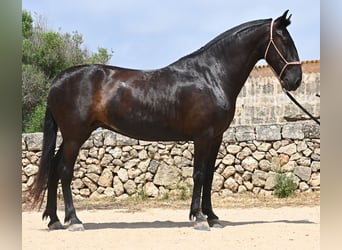 Menorquin, Mare, 6 years, 15,2 hh, Black