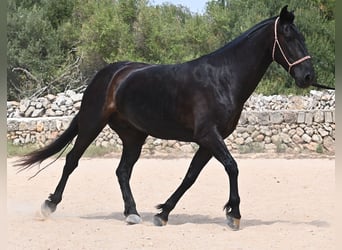 Menorquin, Mare, 6 years, 15,2 hh, Black