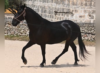 Menorquin, Mare, 6 years, 15,2 hh, Black