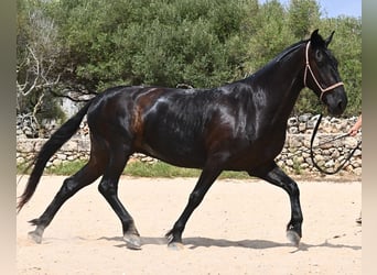 Menorquin, Mare, 6 years, 15,2 hh, Black