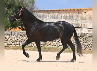 Menorquin, Mare, 6 years, 15,2 hh, Black