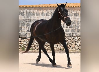 Menorquin, Mare, 6 years, 15,2 hh, Black