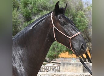 Menorquin, Mare, 6 years, 15,2 hh, Black