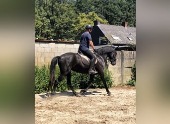 Menorquiner, Stute, 6 Jahre, 16 hh, Rappe