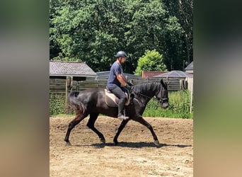 Menorquin, Mare, 6 years, 16 hh, Black