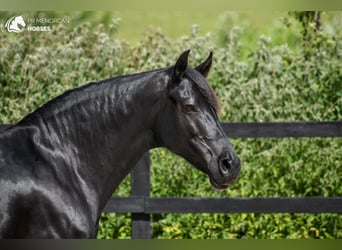 Menorquin, Mare, 7 years, 15,2 hh, Black