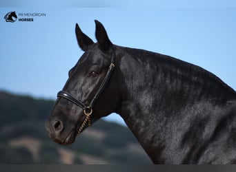 Menorquin, Mare, 8 years, 15,1 hh, Black