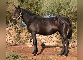 Menorquin, Mare, 8 years, 15,2 hh, Black