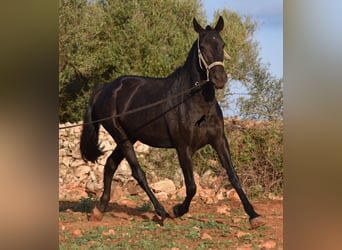 Menorquin, Mare, 8 years, 15,2 hh, Black