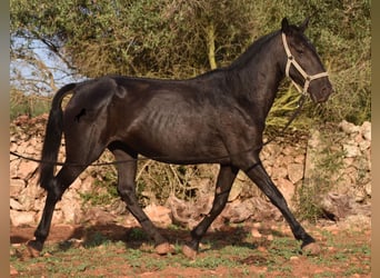 Menorquin, Mare, 8 years, 15,2 hh, Black