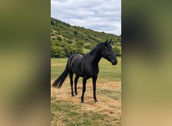 Menorquin, Mare, 8 years, 15.2 hh, Black