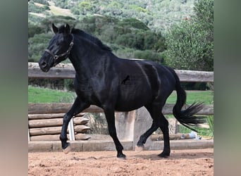 Menorquin, Mare, 9 years, 15,1 hh, Black