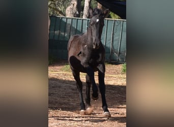 Menorquin, Mare, Foal (05/2024), 15,1 hh, Black