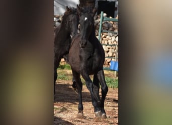 Menorquin, Mare, Foal (05/2024), 15,1 hh, Black