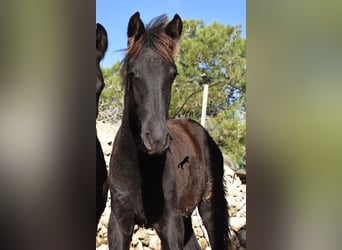 Menorquin, Mare, Foal (06/2024), 15,1 hh, Black