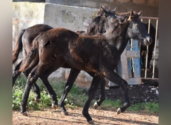 Menorquin, Mare, Foal (06/2024), 15,1 hh, Black