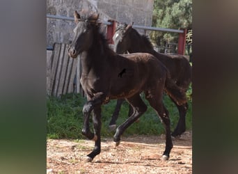 Menorquin, Mare, Foal (06/2024), 15,1 hh, Black