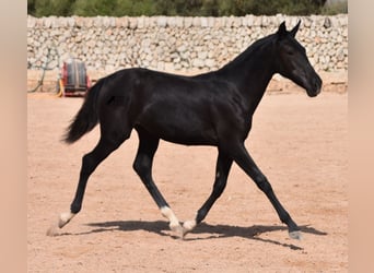 Menorquin, Mare, Foal (01/2024), 15,1 hh, Black