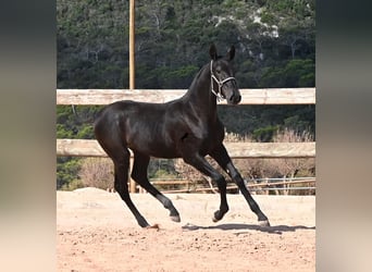 Menorquin, Mare, Foal (02/2026), 15.2 hh, Black