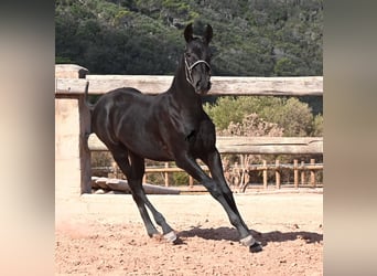 Menorquin, Mare, Foal (02/2026), 15.2 hh, Black