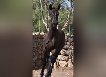 Menorquin, Mare, Foal (01/2024), 15,2 hh, Black