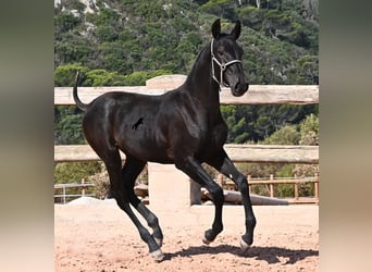 Menorquin, Mare, Foal (02/2026), 15.2 hh, Black