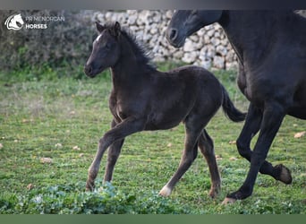 Menorquin Mix, Mare, , 15,2 hh, Black