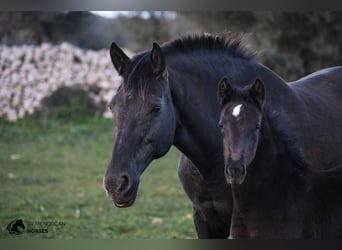 Menorquin Mix, Mare, , 15,2 hh, Black