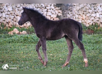 Menorquin Mix, Mare, , 15,2 hh, Black