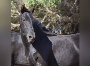 Menorquin, Mare, Foal (02/2023), 15.2 hh, Black