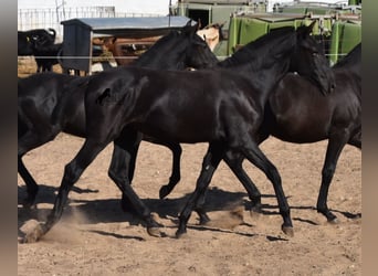 Menorquin, Mare, Foal (02/2023), 15.2 hh, Black