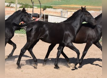 Menorquin, Mare, Foal (02/2023), 15.2 hh, Black