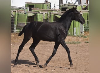 Menorquin, Mare, Foal (02/2023), 15.2 hh, Black