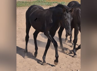 Menorquin, Mare, Foal (02/2023), 15.2 hh, Black