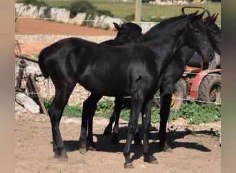 Menorquin, Mare, Foal (02/2023), 15.2 hh, Black