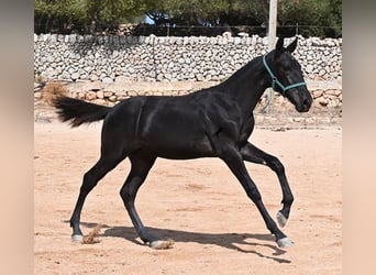 Menorquin, Mare, Foal (01/2026), 15.2 hh