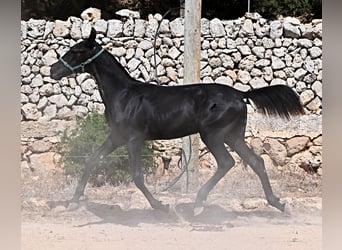 Menorquin, Mare, Foal (01/2026), 15.2 hh