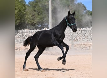 Menorquin, Mare, Foal (01/2026), 15.2 hh
