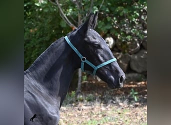 Menorquin, Mare, Foal (01/2026), 15.2 hh