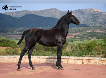 Menorquin, Mare, Foal (01/2024), 15,3 hh, Black