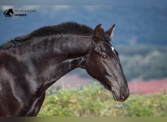 Menorquin, Mare, Foal (01/2024), 15,3 hh, Black