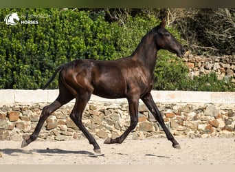 Menorquiner, Stute, Fohlen (03/2024), 15,3 hh, Rappe