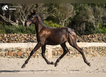 Menorquiner, Stute, Fohlen (03/2024), 15,3 hh, Rappe