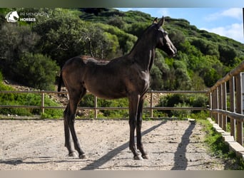 Menorquiner, Stute, Fohlen (03/2024), 15,3 hh, Rappe