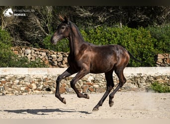 Menorquin, Mare, Foal (03/2024), 15,3 hh, Black