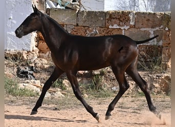 Menorquin, Mare, Foal (03/2025), 15,2 hh, Black