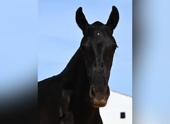 Menorquin, Mare, Foal (02/2025), 15,3 hh, Black