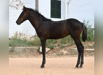 Menorquin, Mare, , 15,3 hh, Black