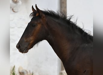 Menorquin, Mare, , 15,3 hh, Black